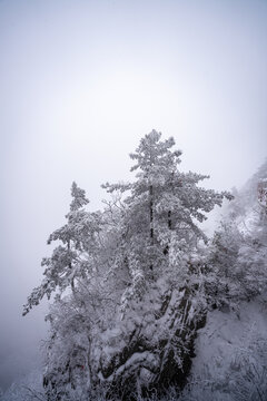 老君山下雪大山森林雾凇景观