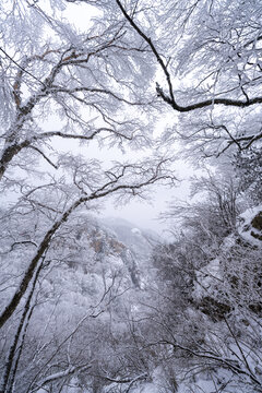 老君山下雪大山森林雾凇景观
