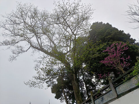 雾中树枝紫荆花树