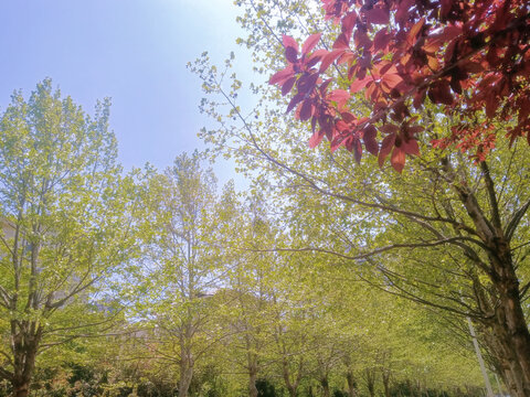 阳光下的绿叶树