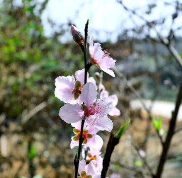 桃花粉色花