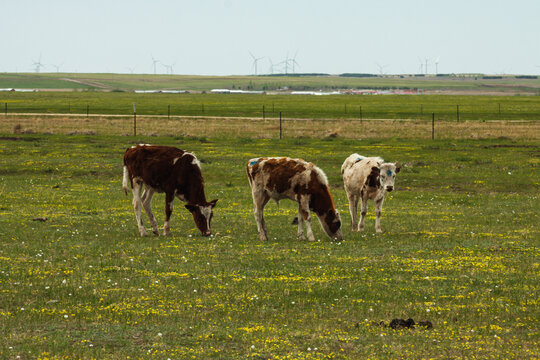 春季草原牛群