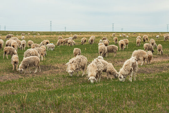 草原羊群牧场放牧