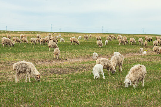 草原春天羊群吃草