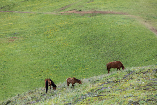 草原畜牧业马匹吃草