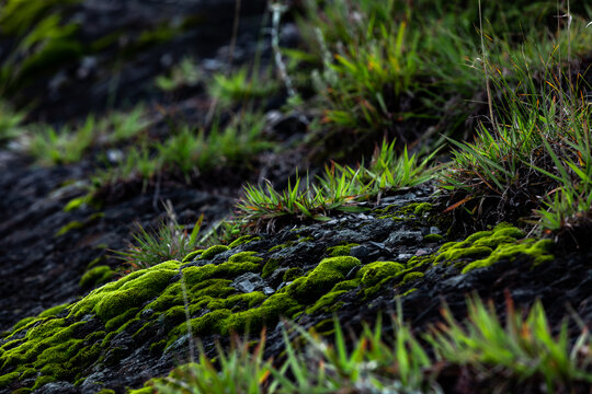 折多山生态绿植高原苔藓植物