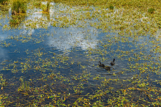 若尔盖花湖草原湿地自然保护区