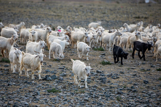 戈壁放牧羊人畜牧业羊群