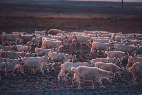 草原戈壁放牧羊人畜牧业羊群