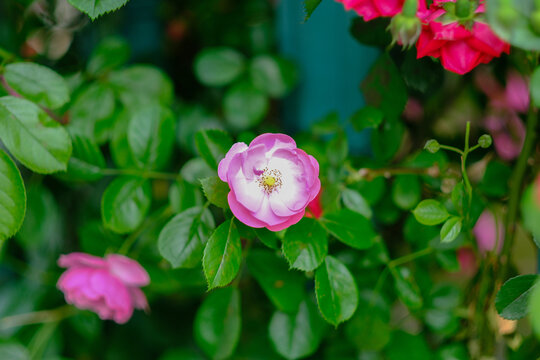 粉色的蔷薇花