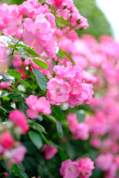粉色的蔷薇花