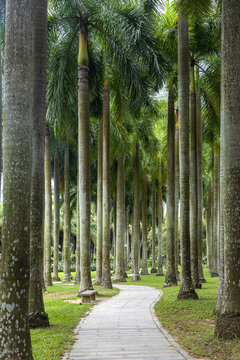 莲花山公园椰树林