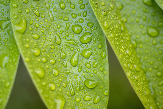 绿叶上的雨滴微距