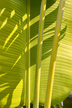 热带植物旅人蕉叶片