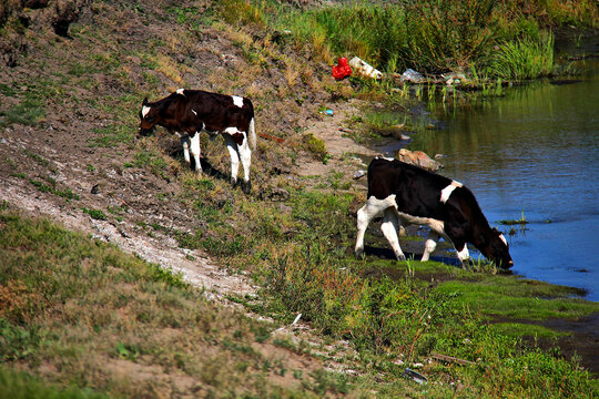 河边牧牛奶牛