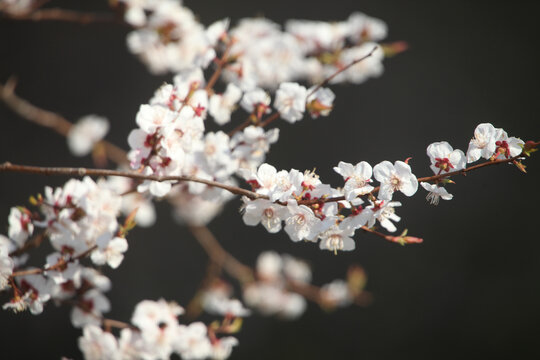 樱桃花