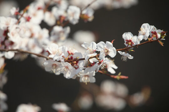 樱桃花