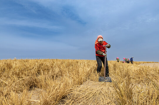 妇女在沙漠铺设草方格