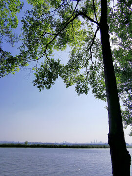 湖畔绿树