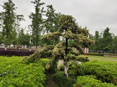 罗汉松树造型