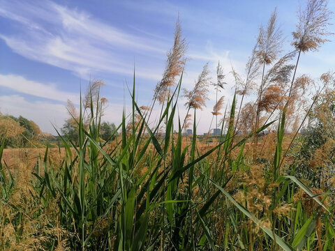 芦苇湿地