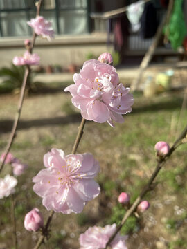 桃花盛开