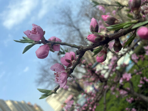 桃花花蕾