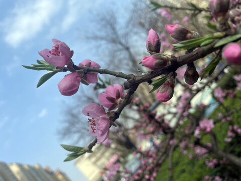 桃花花蕾