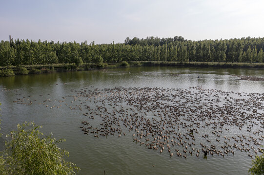 池塘一群散养鸭子