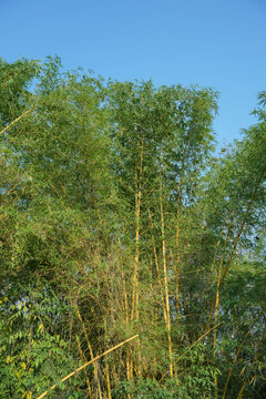 晴朗的蓝天下的竹林