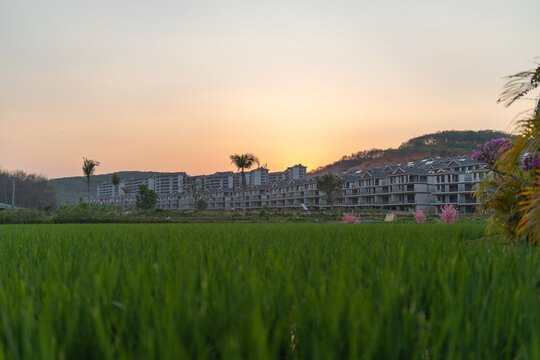 夕阳西下的稻田顶天景观
