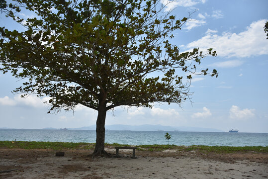 海边树