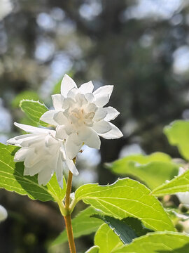 白色溲疏花