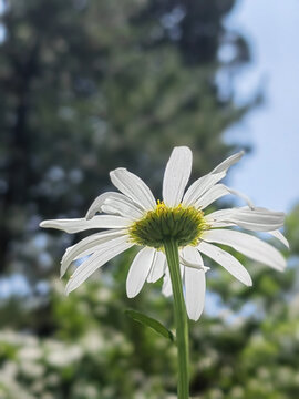 白色太阳菊花