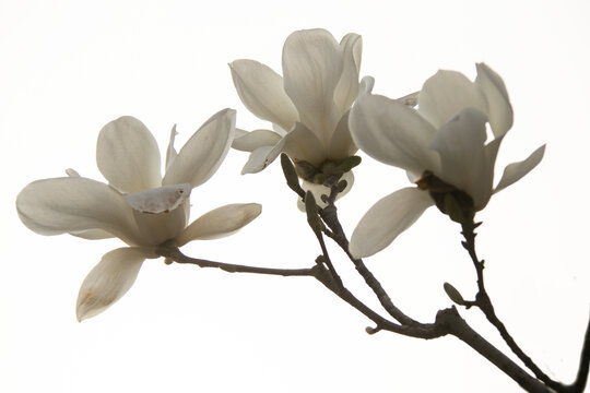 高调背景盛开的白玉兰花