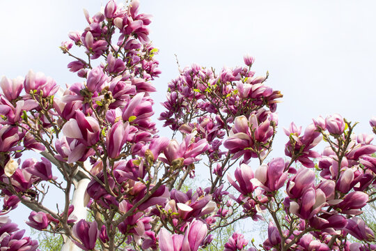枝头繁茂盛开的紫玉兰花