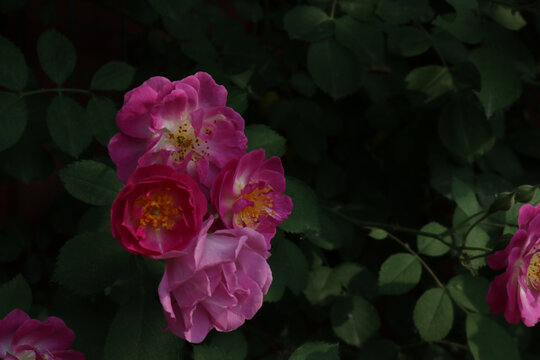 月季蔷薇