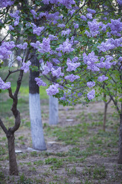 丁香花