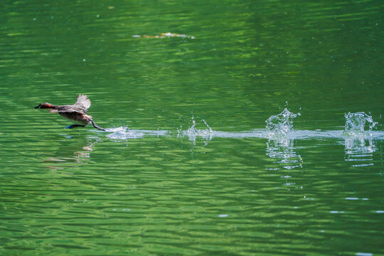 在水面上飞行的鸭子