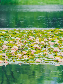 杭州西湖茅家埠的睡莲