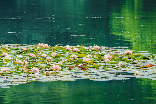杭州西湖茅家埠的睡莲