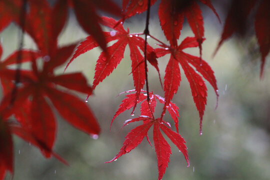 雨中红枫