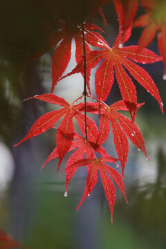 雨中红枫