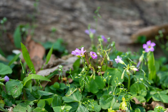 紫花植物红花酢浆草