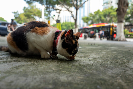 嗅嗅地面的街头小猫