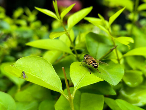 停留在绿叶上的蜜蜂