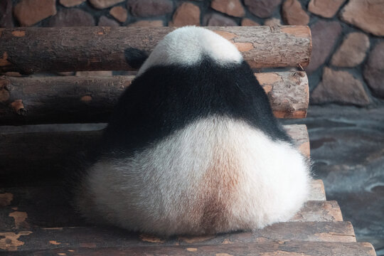 熊猫团子