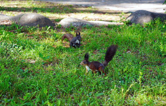 在草地上的两只松鼠