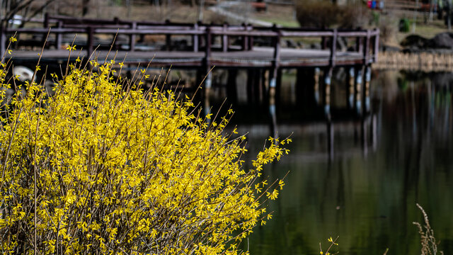 春季的长春净月潭公园连翘花盛开