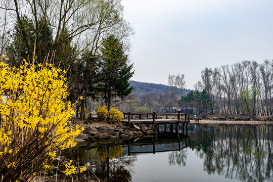 春季的长春净月潭公园连翘花盛开